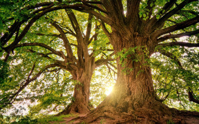How Are Your Roots?