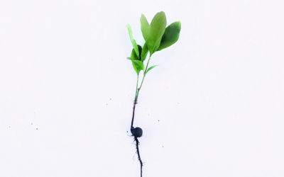 God Builds Big Faith Out of Small Seeds
